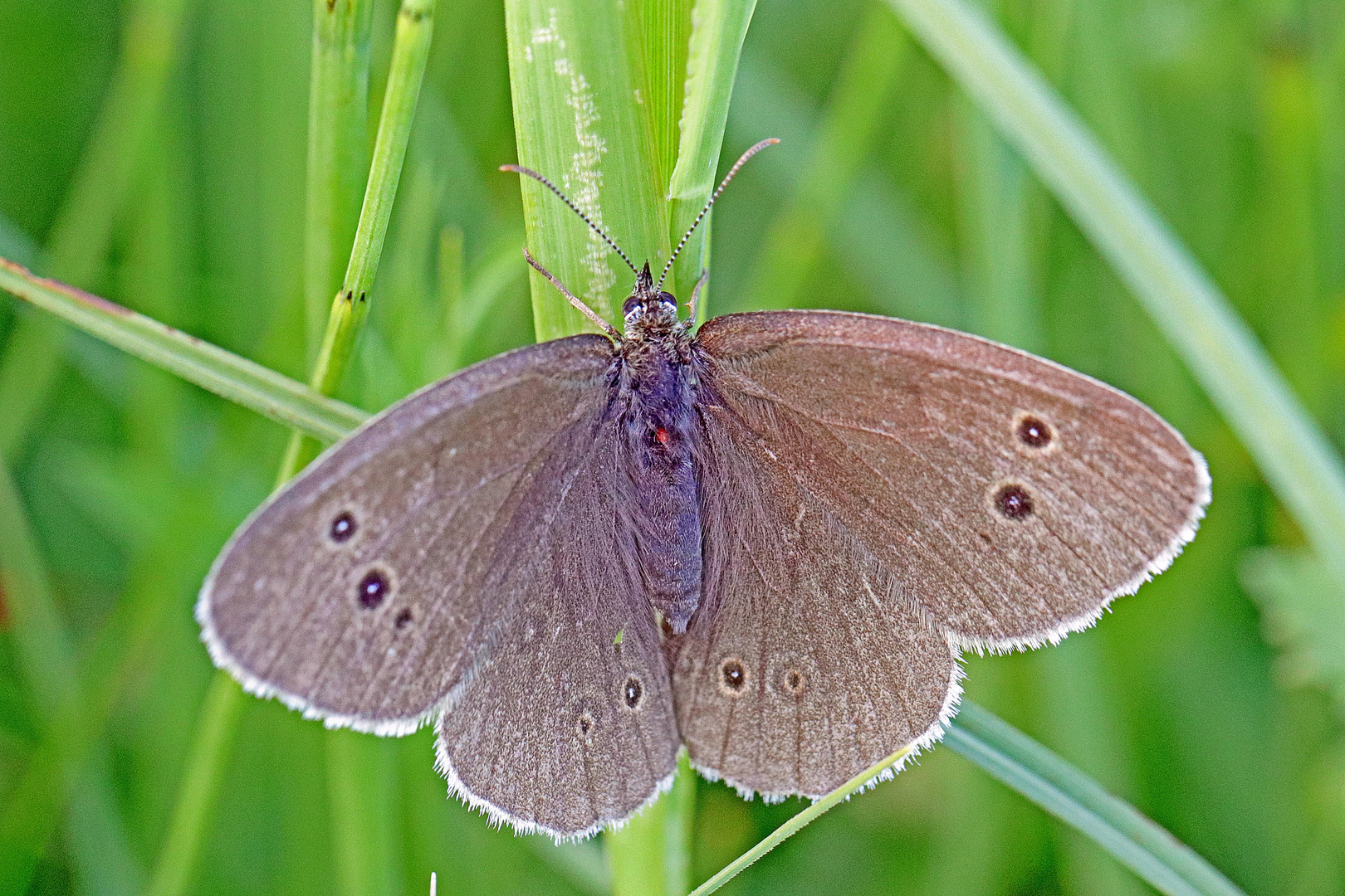 Brauner Waldvogel (Aphantopus hyperantus) 2