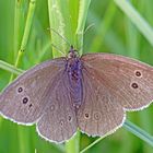 Brauner Waldvogel (Aphantopus hyperantus) 2