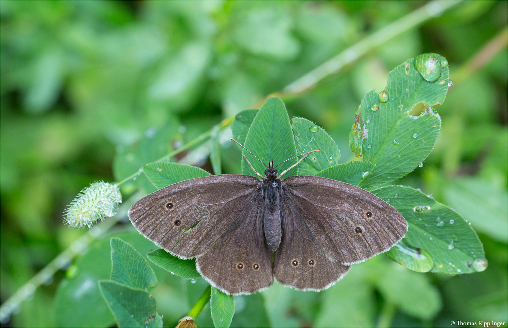 Brauner Waldvogel (Aphantopus hyperantus). ...