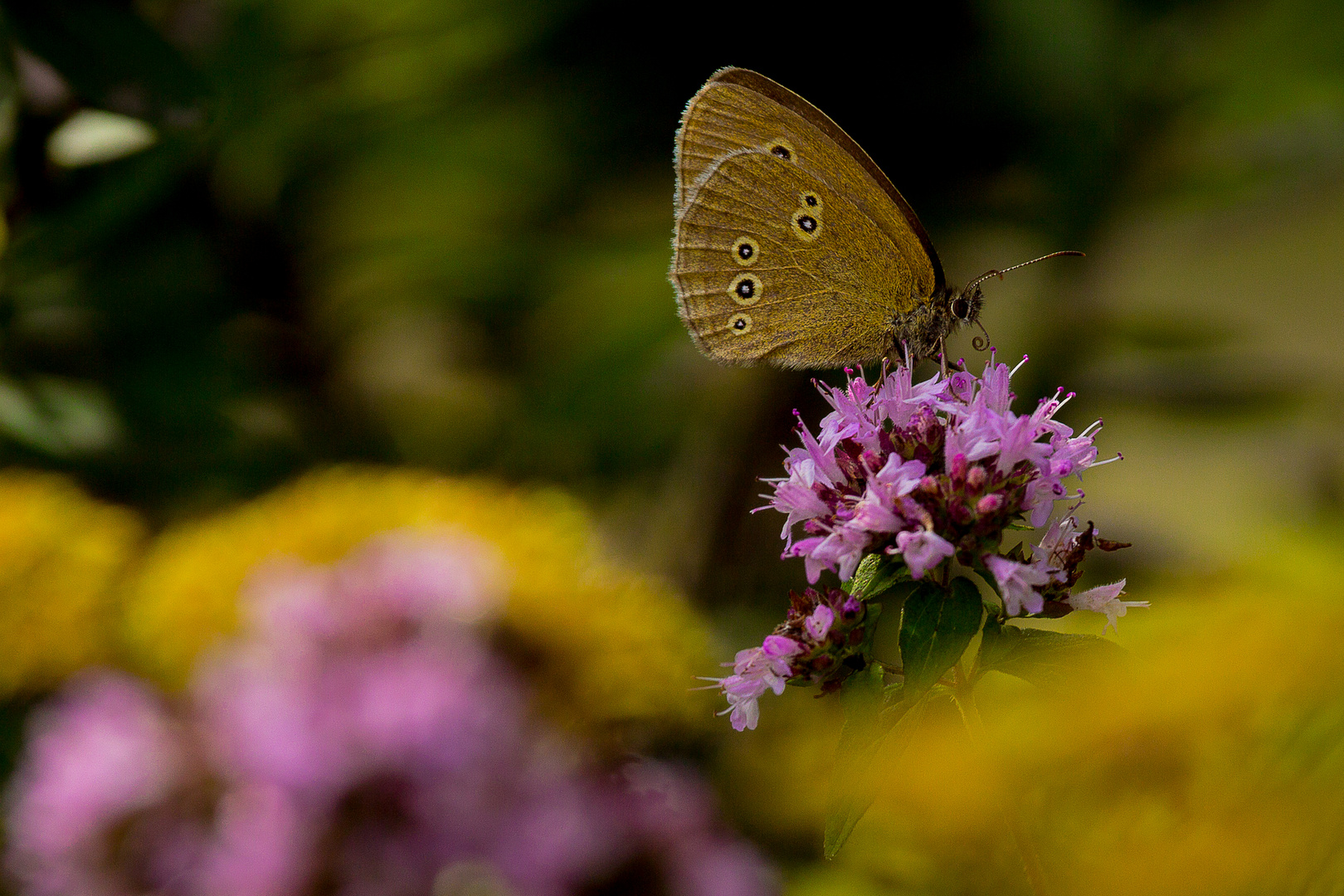 Brauner Waldvogel (Aphantopus hyperantus)