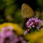 Brauner Waldvogel (Aphantopus hyperantus)