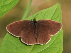 Brauner Waldvogel,  Aphantopus hyperantus