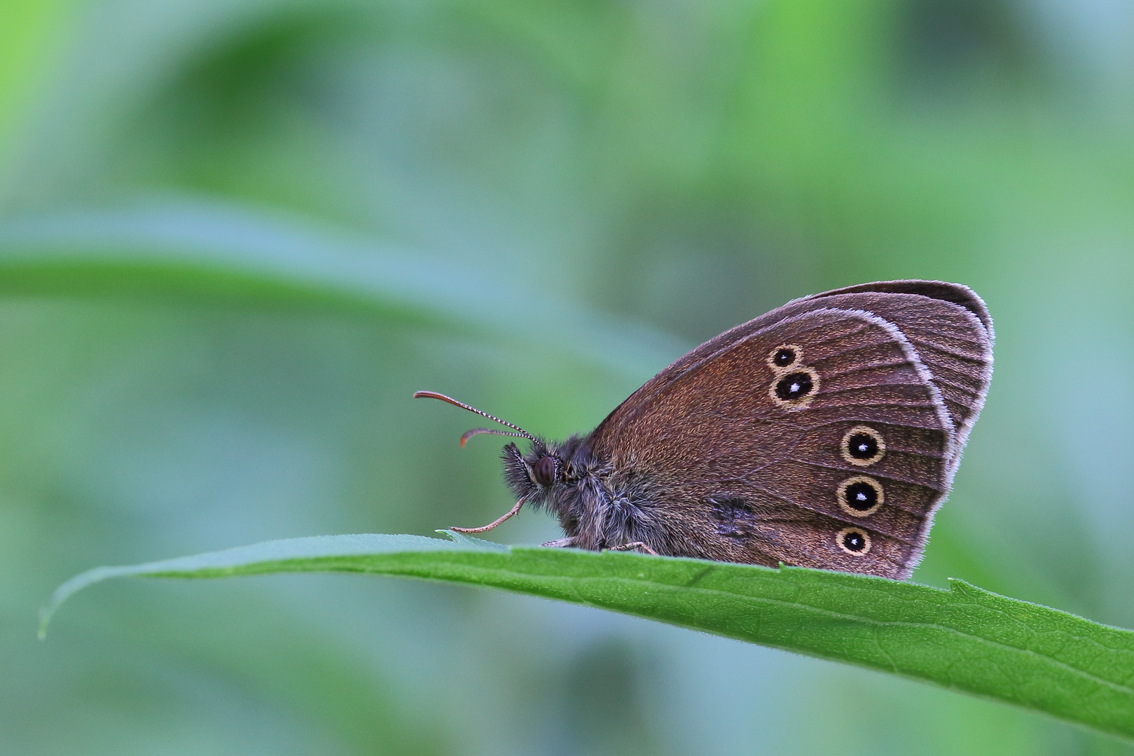 Brauner Waldvogel/ Aphantopus hyperantus