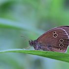 Brauner Waldvogel/ Aphantopus hyperantus