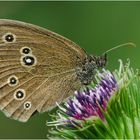 Brauner Waldvogel - Aphantopus hyperantus