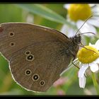 Brauner Waldvogel - Aphantopus hyperantus