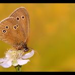 Brauner Waldvogel (Aphantopus hyperantus)