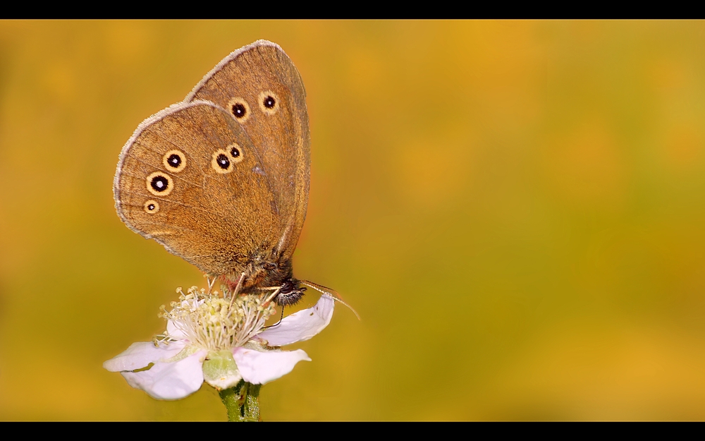 Brauner Waldvogel (Aphantopus hyperantus)