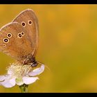 Brauner Waldvogel (Aphantopus hyperantus)