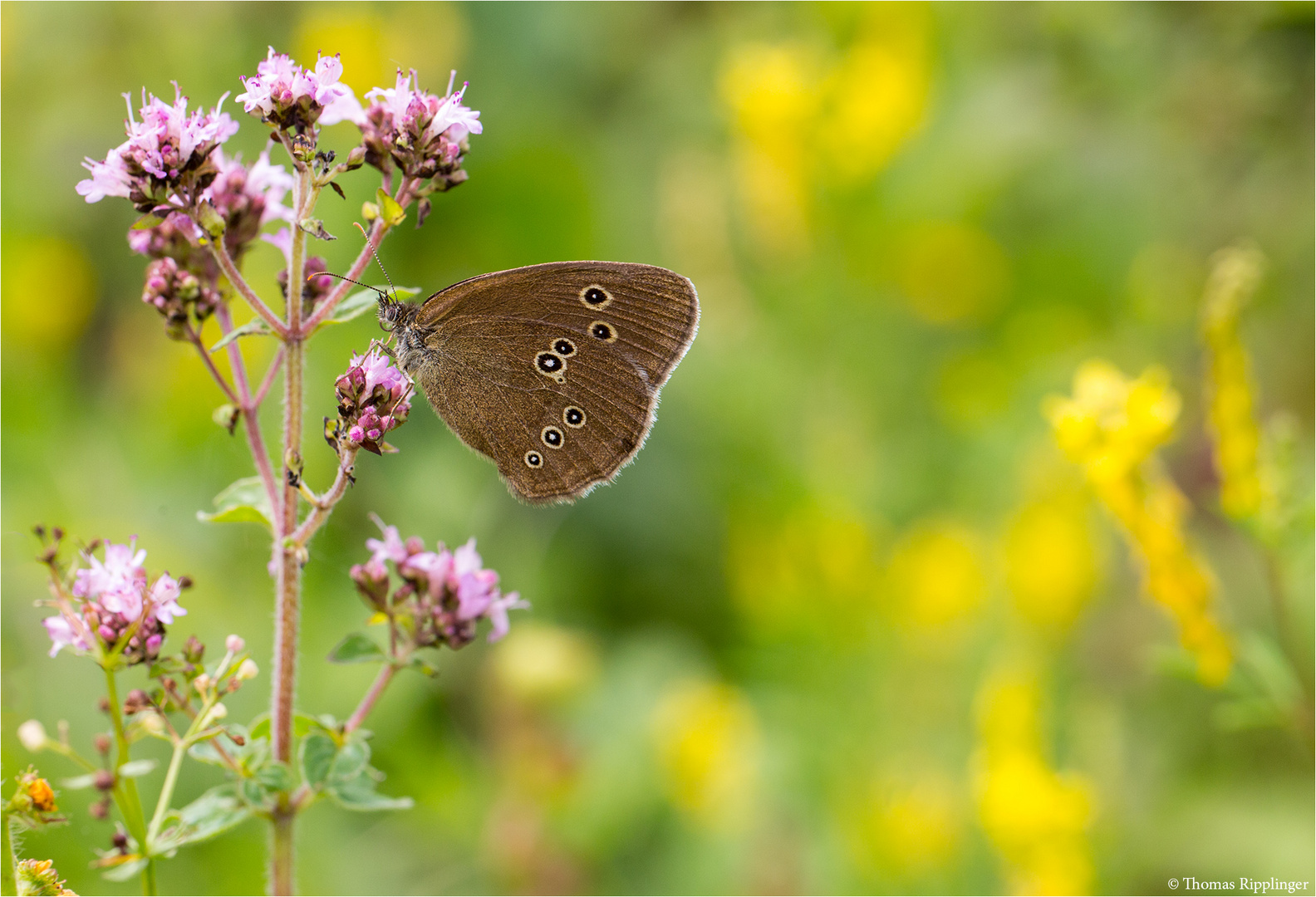 Brauner Waldvogel (Aphantopus hyperantus)......