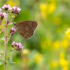 Brauner Waldvogel (Aphantopus hyperantus)......