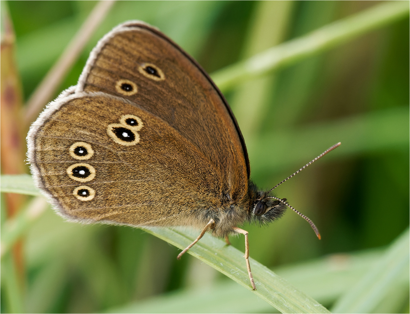 Brauner Waldvogel - Aphantopus hyperantus - .....