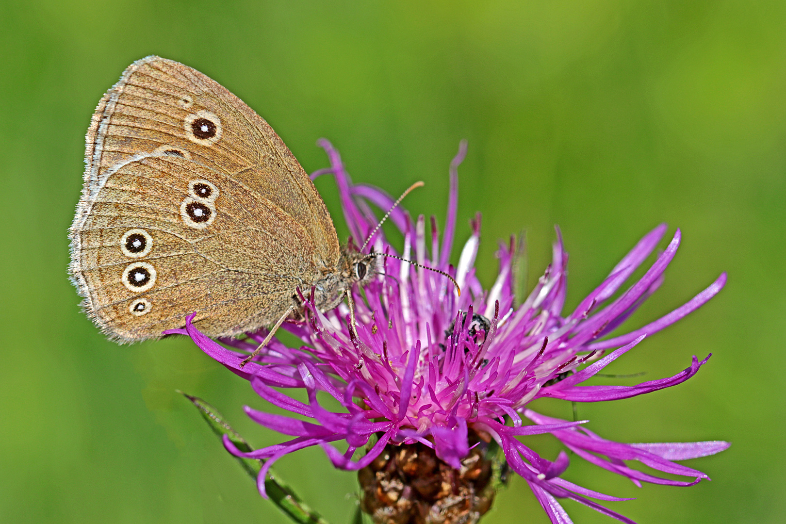 Brauner Waldvogel (Aphantopus hyperantus)