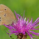 Brauner Waldvogel (Aphantopus hyperantus)