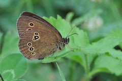 Brauner Waldvogel (Aphantopus hyperantus)