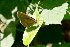 Brauner Waldvogel (Aphantopus hyperantus)