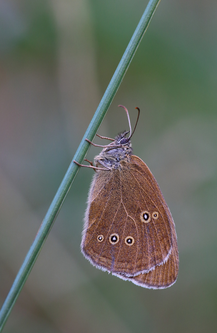 Brauner Waldvogel/ Aphantopus hyperantus