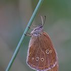 Brauner Waldvogel/ Aphantopus hyperantus