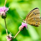 Brauner Waldvogel (Aphantopus hyperantus)