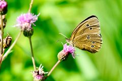 Brauner Waldvogel (Aphantopus hyperantus)