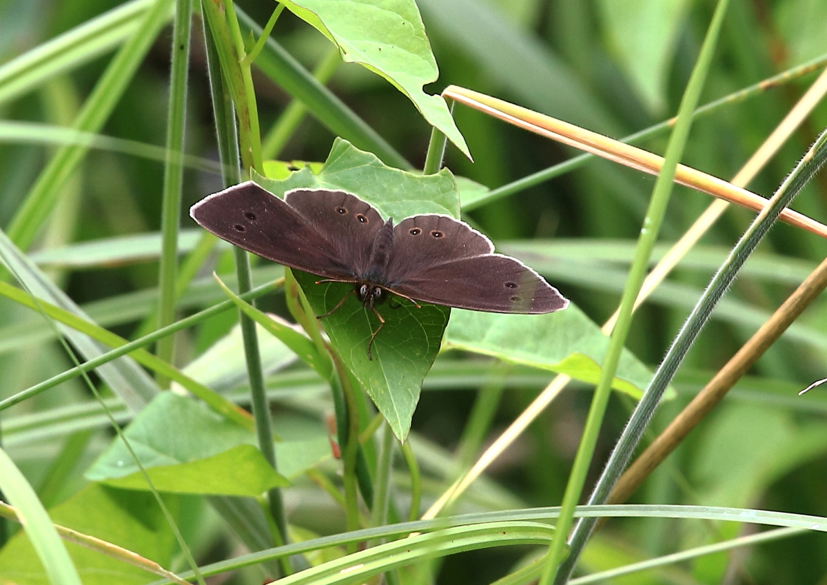 Brauner Waldvogel (Aphantopus hyperantus)