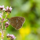 Brauner Waldvogel (Aphantopus hyperantus).........