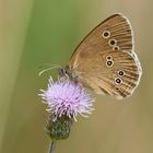 Brauner Waldvogel (Aphantopus hyperantus)