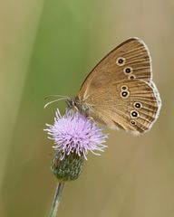 Brauner Waldvogel (Aphantopus hyperantus)