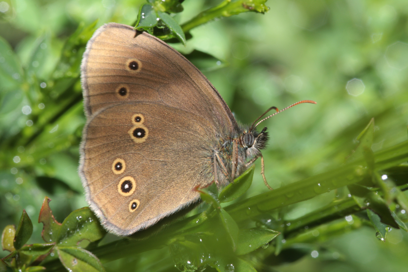 Brauner Waldvogel (Aphantopus hyperantus)