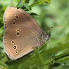 Brauner Waldvogel (Aphantopus hyperantus)