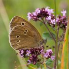 Brauner Waldvogel (Aphantopus hyperantus)...