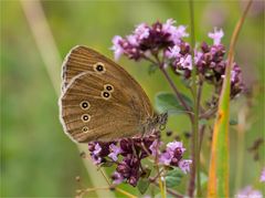 Brauner Waldvogel (Aphantopus hyperantus)...