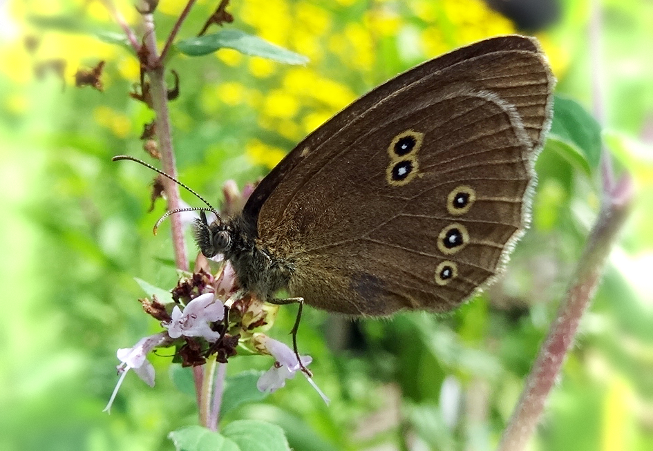 Brauner Waldvogel (Aphantopus hyperantus)