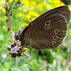 Brauner Waldvogel (Aphantopus hyperantus)