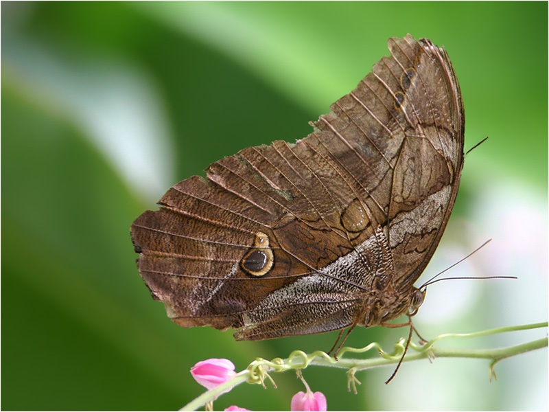 Brauner Waldvogel - Aphantopus hyperantus