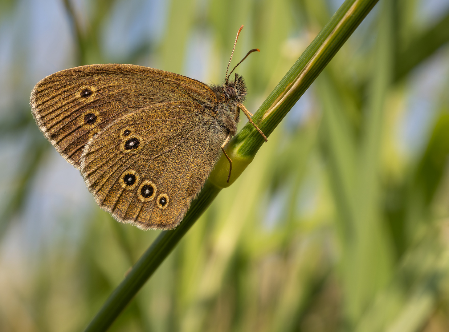 Brauner Waldvogel (Aphantopus hyperantus)