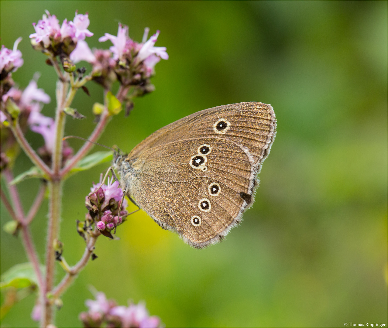 Brauner Waldvogel (Aphantopus hyperantus)..........