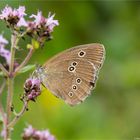 Brauner Waldvogel (Aphantopus hyperantus)..........