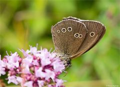 Brauner Waldvogel (Aphantopus hyperantus).....