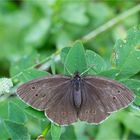 Brauner Waldvogel (Aphantopus hyperantus). ...