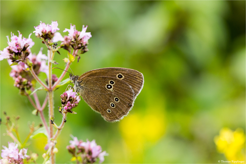 Brauner Waldvogel (Aphantopus hyperantus).