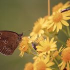 Brauner Waldvogel (Aphantopus hyperantus)