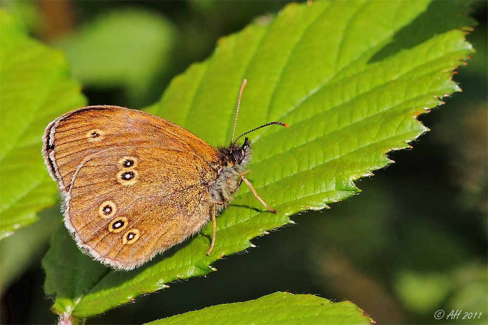 Brauner Waldvogel (Aphantopus hyperantus)