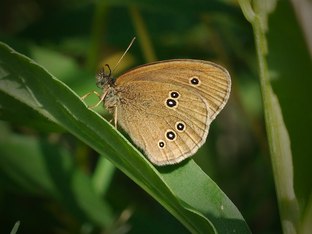 Brauner Waldvogel (Aphantopus hyperantus)