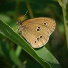 Brauner Waldvogel (Aphantopus hyperantus)