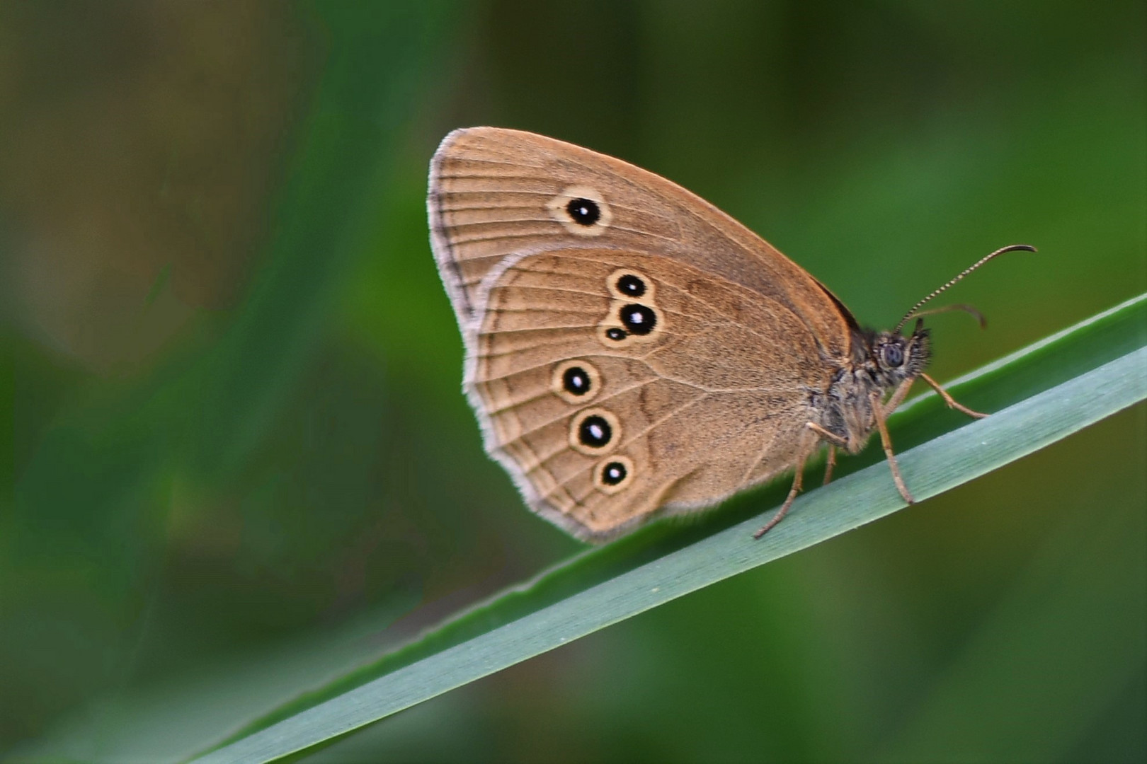 Brauner Waldvogel (Aphantopus hyperantus)