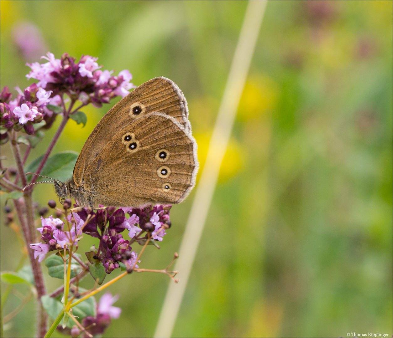 Brauner Waldvogel (Aphantopus hyperantus).