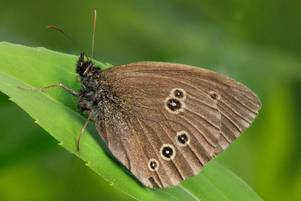 Brauner Waldvogel Aphantopus hyperantus