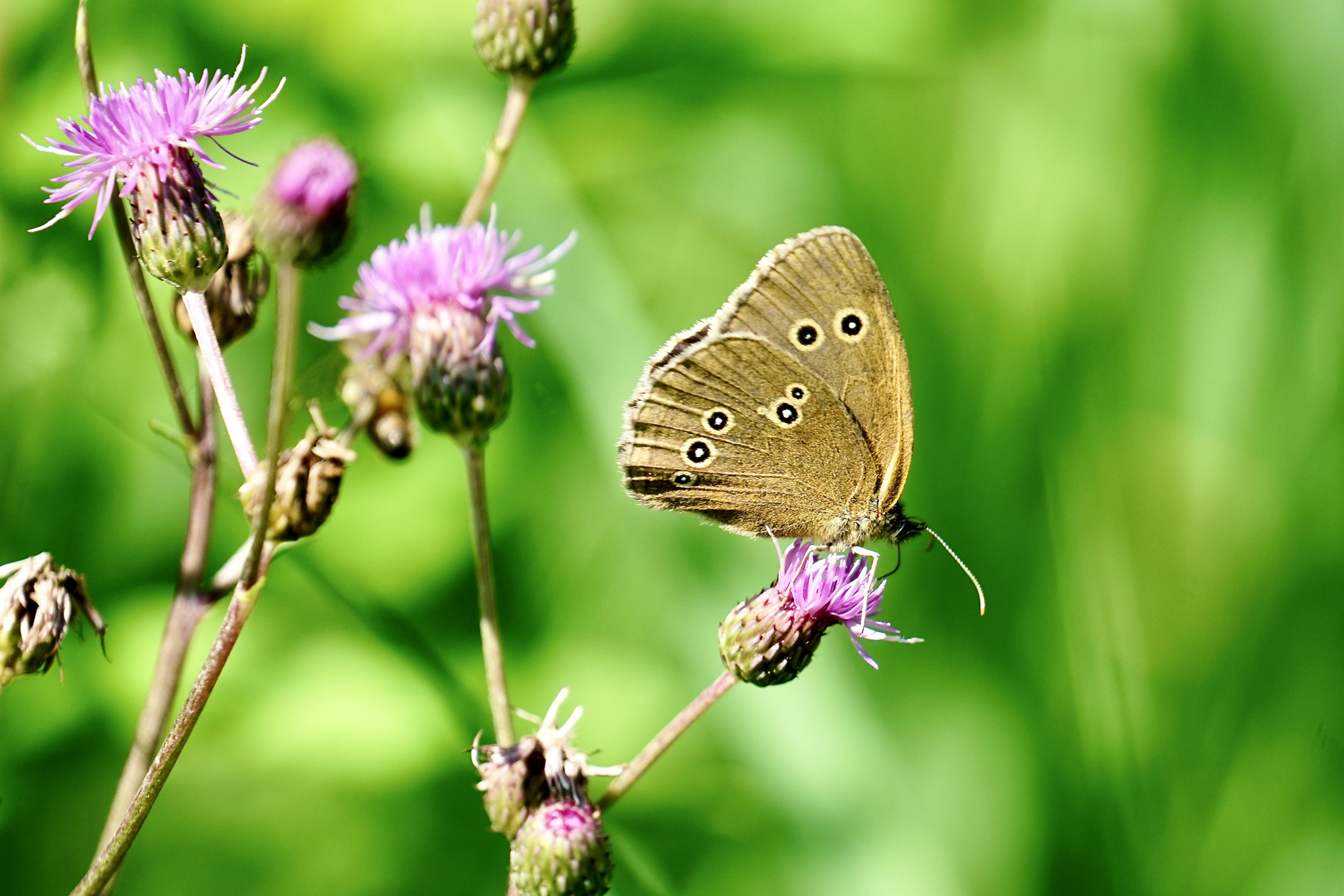 Brauner Waldvogel (Aphantopus hyperantus)