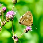 Brauner Waldvogel (Aphantopus hyperantus)